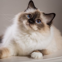 birman cat