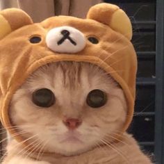 cat in a costume