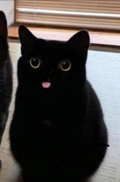 cat sticking tounge out