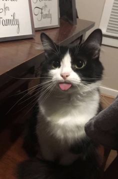 another cat sticking tounge out